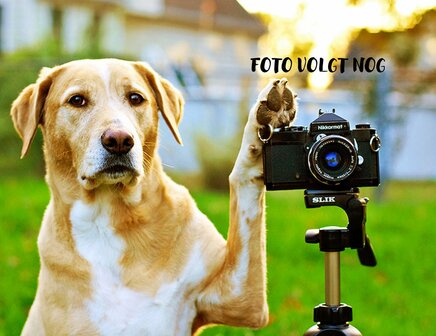 Foto volgt nog