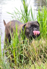 SENNA (Bullmastiff) SENNA (Bullmastiff)