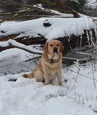 SCOTT (LABRADOR) SCOTT (LABRADOR)