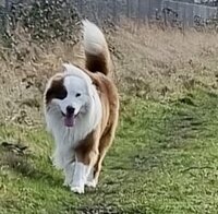 BOMMEL BOMMEL