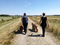 Bang voor honden? Steeds minder en straks helemaal niet meer! Bang voor honden? Steeds minder en straks helemaal niet meer!